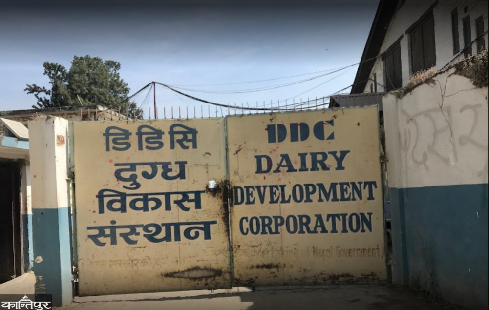 डीडीसीको दुग्धजन्य संकट : अर्बौंको उत्पादन बिक्रीविहीन, किसान भुक्तानीमा अन्योल
