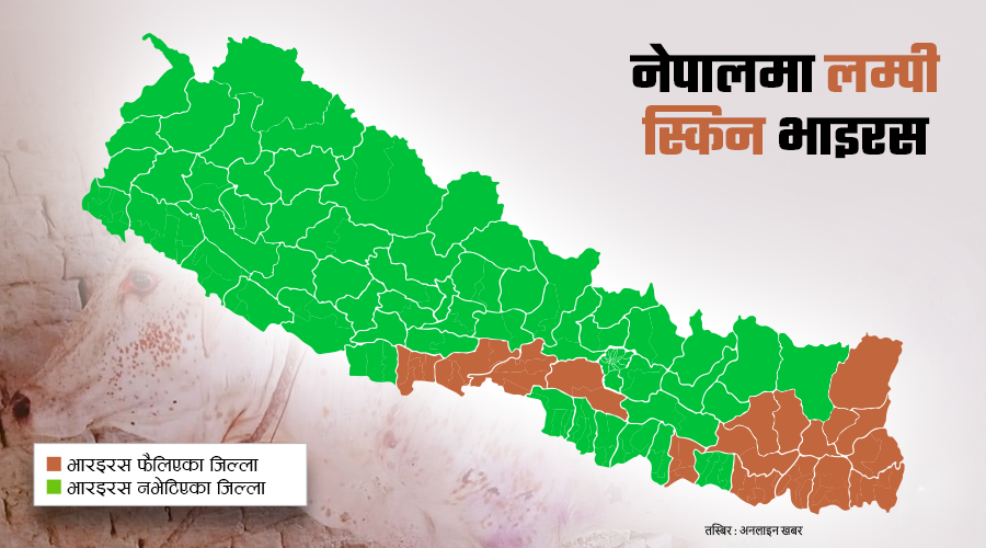 लम्पी स्किनको आतंक : दुई महिनामै २२ हजार गाईभैंसी संक्रमित, १ अर्बभन्दा बढीको क्षति